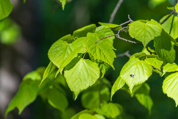 Nature of green leaf in garden at summer. Natural green leaves plants using as spring background cover page environment ecology
