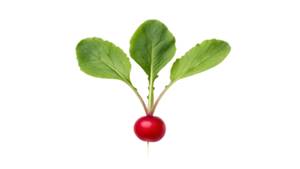 Fresh red radish with green leaves isolated on transparent background