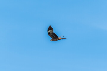 The bird of prey Black Kite flying in blue Sky
