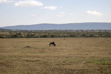 safari africa group of animals eating grass