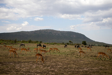 safari africa group of animals eating grass