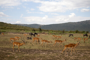 safari africa group of animals eating grass