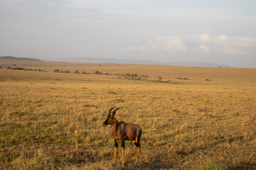 safari africa group of animals eating grass