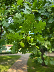 Oak Tree Branch with Acorns, Selective Color Photography