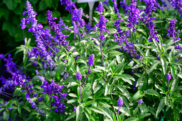Blooming purple salvia flowers in summer garden close-up, vibrant violet floral background with...