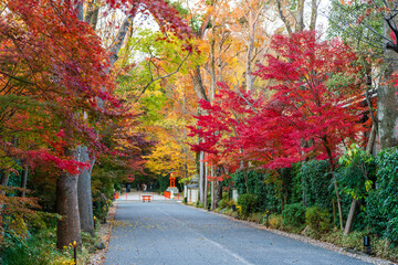 Naklejka premium The beautiful autumn foliage along the approach to Shimogamo Shrine, also known as Kamo Mioya Jinja.