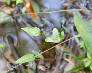 Male Ebony Jewelwing
