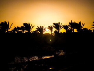 The sun sets directly between palm silhouettes – golden light and quiet silhouettes.