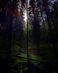 Mystical forest with sunbeams and mossy ground in backlight