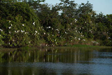 Revoada dos pássaros
