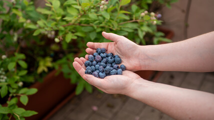 Hands filled with ripe blueberries are showcased against a backdrop of lush green blueberry plants, indicating a successful harvest in a home garden.