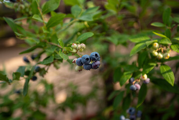 Fresh blueberries growing on a bush in a sunny garden during summer harvesting season
