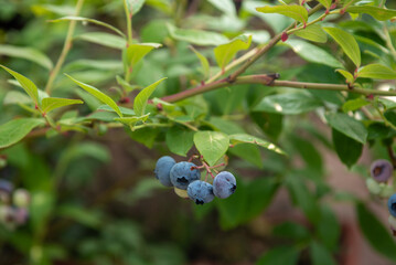 Fresh blueberries growing on a bush in a sunny garden during summer harvesting season