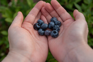 Hands filled with ripe blueberries are showcased against a backdrop of lush green blueberry plants, indicating a successful harvest in a home garden.