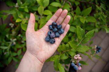 Hands filled with ripe blueberries are showcased against a backdrop of lush green blueberry plants,...