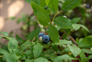 Fresh blueberries growing on a bush in a sunny garden during summer harvesting season