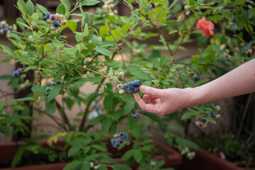 A woman picks ripe blueberries from a bush in a garden filled with greenery. She enjoys the warm afternoon sun while collecting fresh fruits in summer.