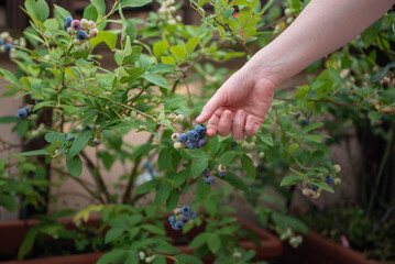 A woman picks ripe blueberries from a bush in a garden filled with greenery. She enjoys the warm afternoon sun while collecting fresh fruits in summer.