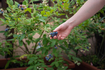A woman picks ripe blueberries from a bush in a garden filled with greenery. She enjoys the warm afternoon sun while collecting fresh fruits in summer.