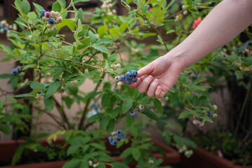 A woman picks ripe blueberries from a bush in a garden filled with greenery. She enjoys the warm afternoon sun while collecting fresh fruits in summer.