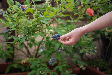 A woman picks ripe blueberries from a bush in a garden filled with greenery. She enjoys the warm afternoon sun while collecting fresh fruits in summer.