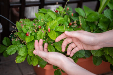 A person gently picks ripe strawberries from lush green leaves in a potted garden. The sunlight highlights the freshness of the fruit and foliage during summer.