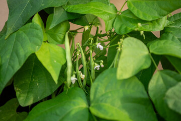 A pot of green beans growing in home garden