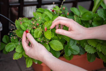 A person gently picks ripe strawberries from lush green leaves in a potted garden. The sunlight highlights the freshness of the fruit and foliage during summer.