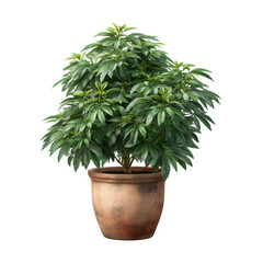 Healthy green potted plant in a terracotta pot isolated on transparent background