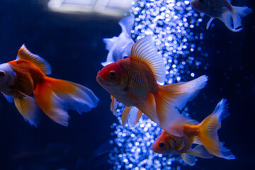 Nice goldfish in blue water dark aquarium