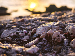 Close-up of seashells on sand – sunset light creates golden highlights.