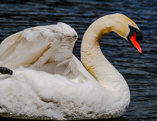 swan on the lake © Mario