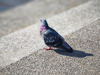 A pigeon stands on grey concrete, casting a diagonal shadow – urban simplicity.
