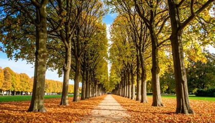 Autumnal tree lined path