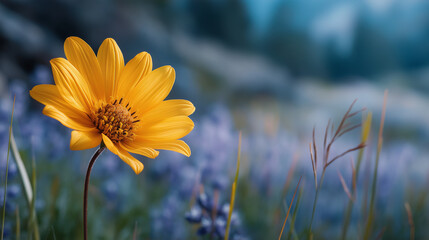 Solitary yellow Arrowleaf Balsamroot flower in sunlight