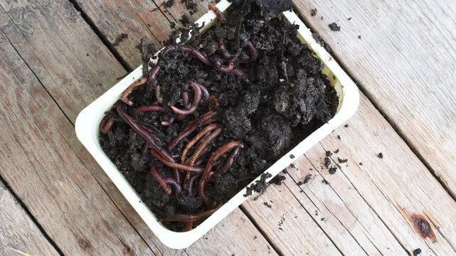 Earthworms crawl and hide in wet black soil inside rectangular box on rustic wooden background with copy space. Closeup of worms as bait for fishing. Composting worms
