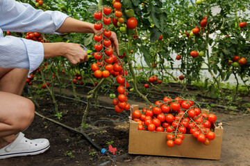 Eco farm tomato harvest, organic ripe vegetables picked by hand in greenhouse, sustainable...