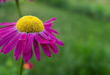 Echinacea Purpurea Flower with Vibrant Pink Petals and Yellow Center in Summer Garden – Close-Up of Blooming Ornamental Perennial on Green Blurred Background