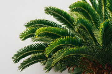 Tropical palm fronds on a plain white backdrop