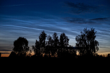 noctilucent clouds against the background of dark silhouettes of trees