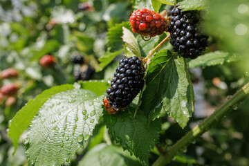 Ripe blackberry on bush with dew drops, fresh organic berry harvest, summer fruit in garden