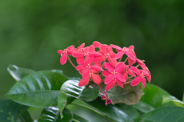 Jenjarum or Needle Flower or West Indian Jasmine