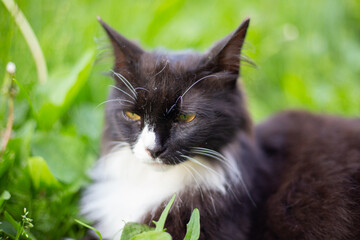 A black cat sits gracefully in the grass under the rays of the sun