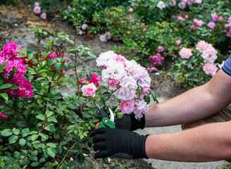  A close-up of a gardener’s gloved hand carefully trimming delicate lavender roses with pruning...