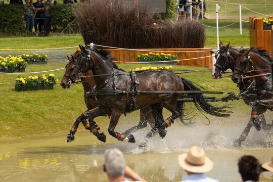 Kutschsport im Wasser
