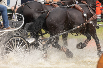 Kutschsport im Wasser