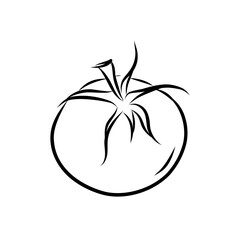 Hand drawn vector illustration of isolated line art tomato on white background, outline vegetable icons for your design, menu, mockup, educational coloring book for children, food ingredient