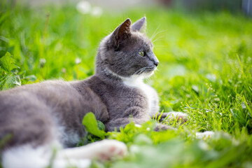 A grey cat sits gracefully in the grass under the rays of the sun