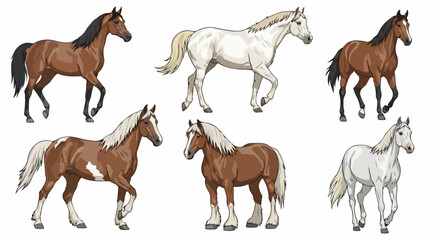 Obraz premium Horses collection in different colors and breeds showing various postures. Horses presentation, perfect for equine-themed projects, educational materials, and design purposes.