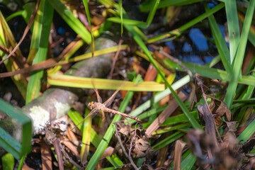 A brown hawker dragonfly in flight with blurred wings in motion. Copy space.